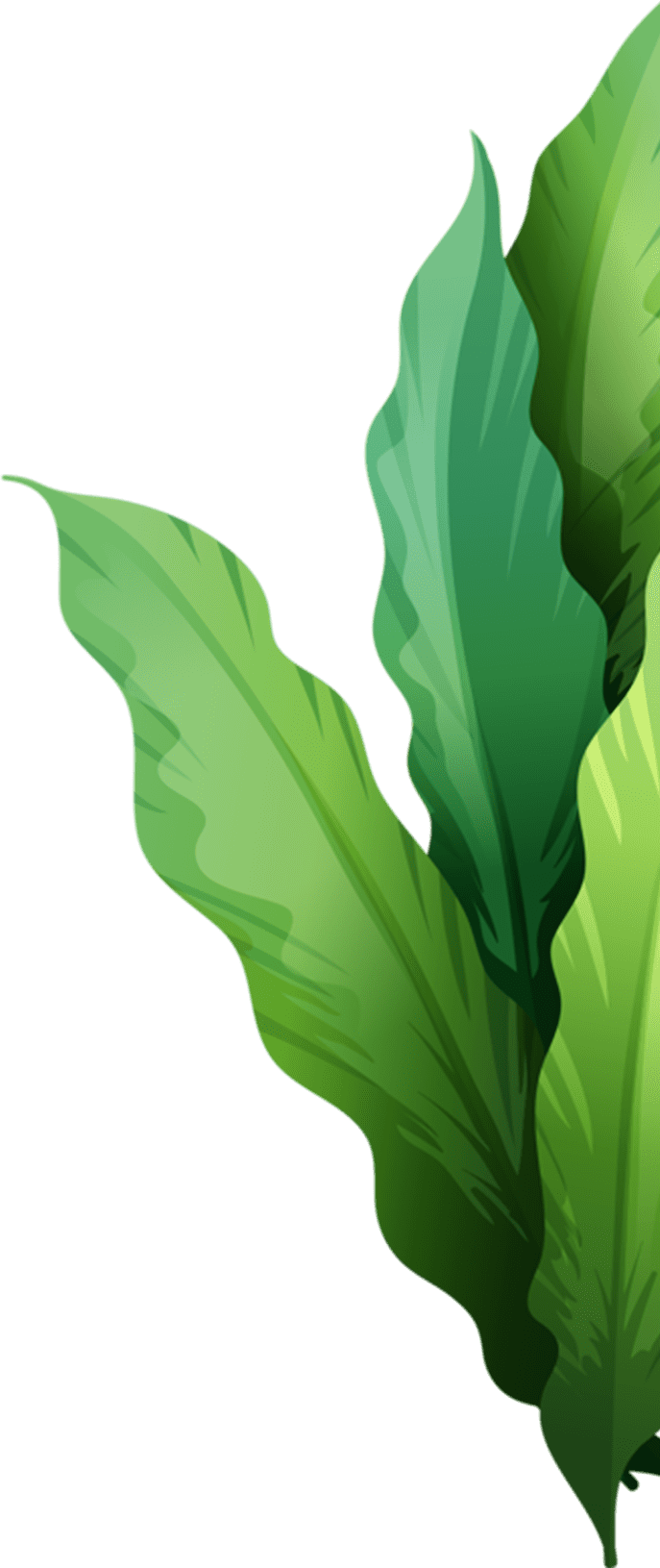 Mycocorp