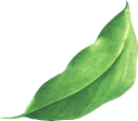 Mycocorp