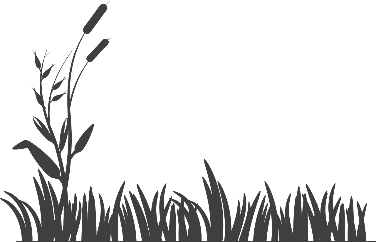 Mycocorp